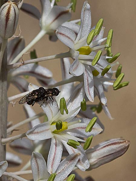 Cebolla albarrana (Drimia maritima)