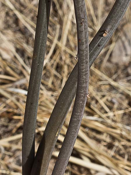 Cebolla albarrana (Drimia maritima)