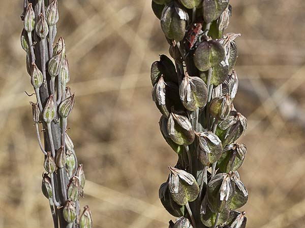 Cebolla albarrana (Drimia maritima)