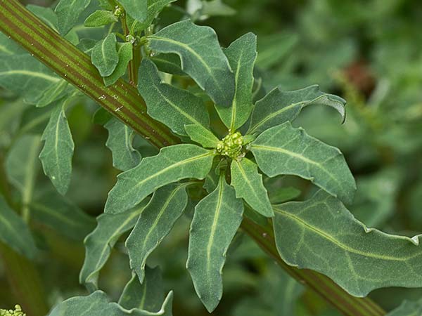 Cenizo glauco (Oxybasis glauca - Chenopodium glaucum)