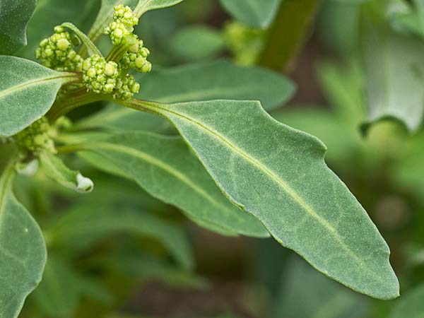 Cenizo glauco (Oxybasis glauca - Chenopodium glaucum)