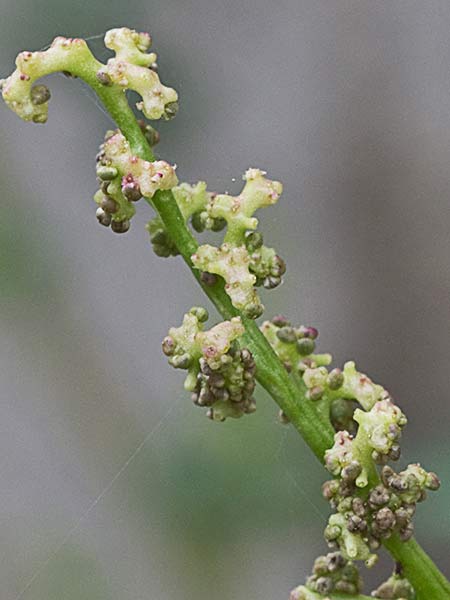 Cenizo glauco (Oxybasis glauca - Chenopodium glaucum)