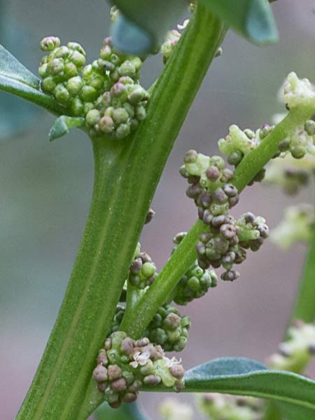 Cenizo glauco (Oxybasis glauca - Chenopodium glaucum)