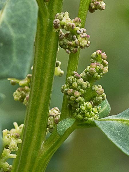 Cenizo glauco (Oxybasis glauca - Chenopodium glaucum)