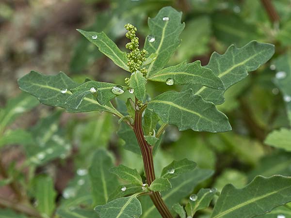 Cenizo glauco (Oxybasis glauca - Chenopodium glaucum)