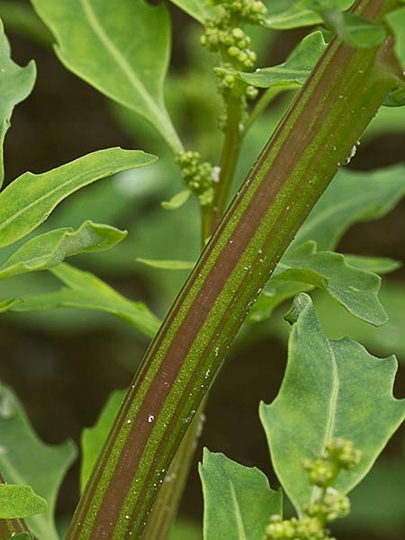 Cenizo glauco (Oxybasis glauca - Chenopodium glaucum)