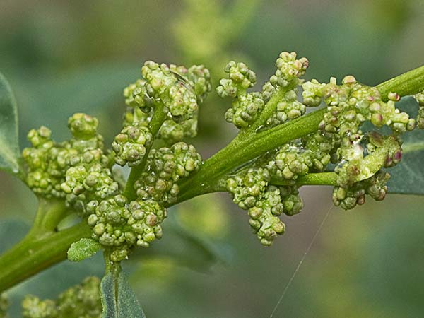 Cenizo glauco (Oxybasis glauca - Chenopodium glaucum)