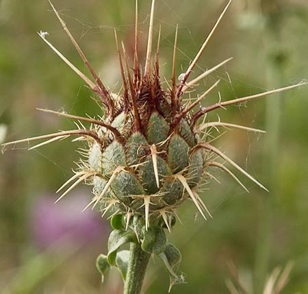 Capítulo no florecido de la Centaurea adornada (Centaurea ornata)