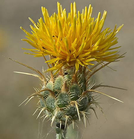 Capítulo de la Centaurea adornada (Centaurea ornata)