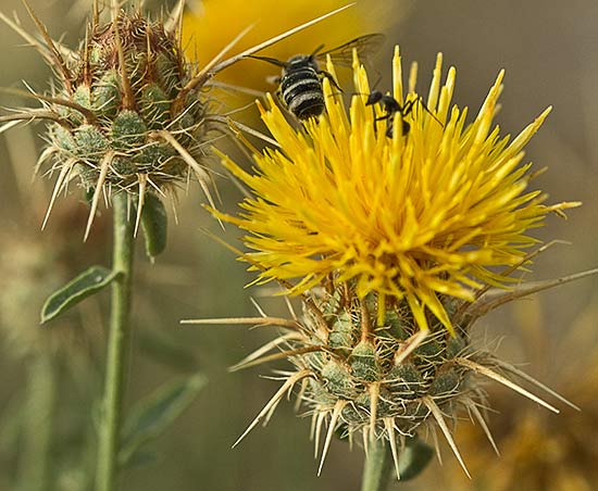 Capítulos de la Centaurea adornada (Centaurea ornata)