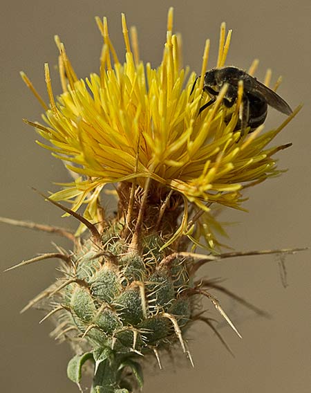 Flor de la Centaurea adornada (Centaurea ornata)