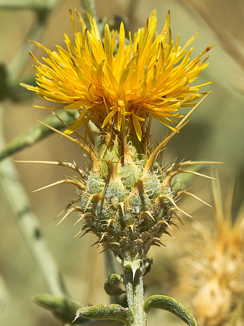Capítulo de la Centaurea adornada (Centaurea ornata)