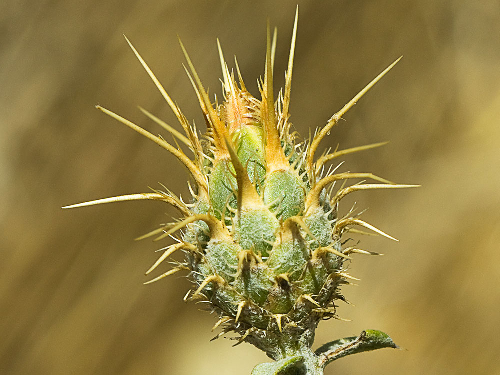 Capítulo de la Centaurea adornada (Centaurea ornata)