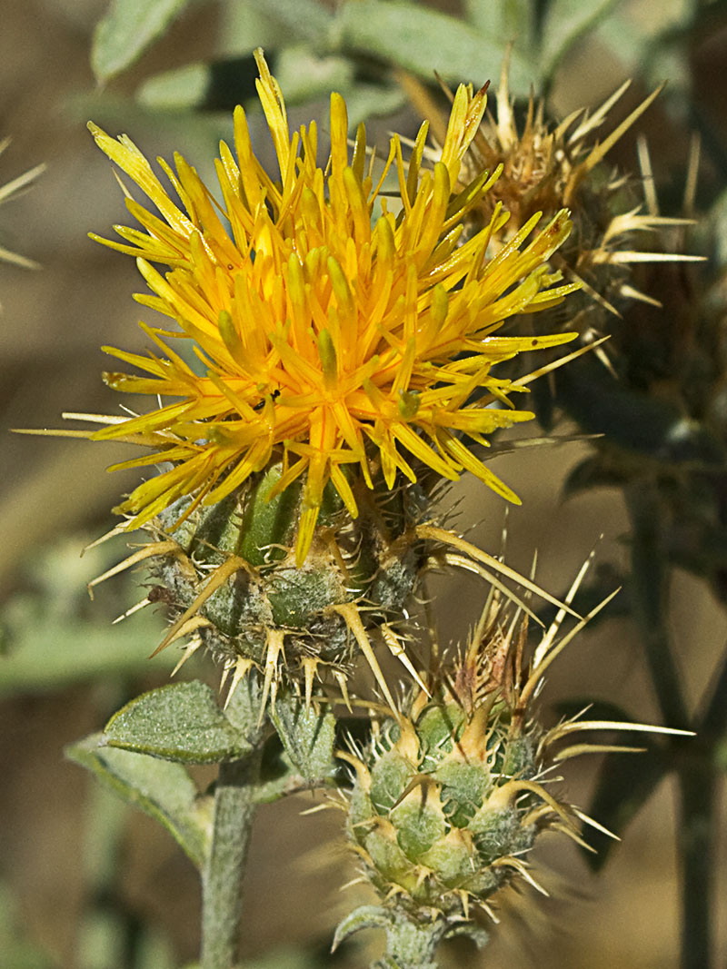 Capítulo de la Centaurea adornada (Centaurea ornata)
