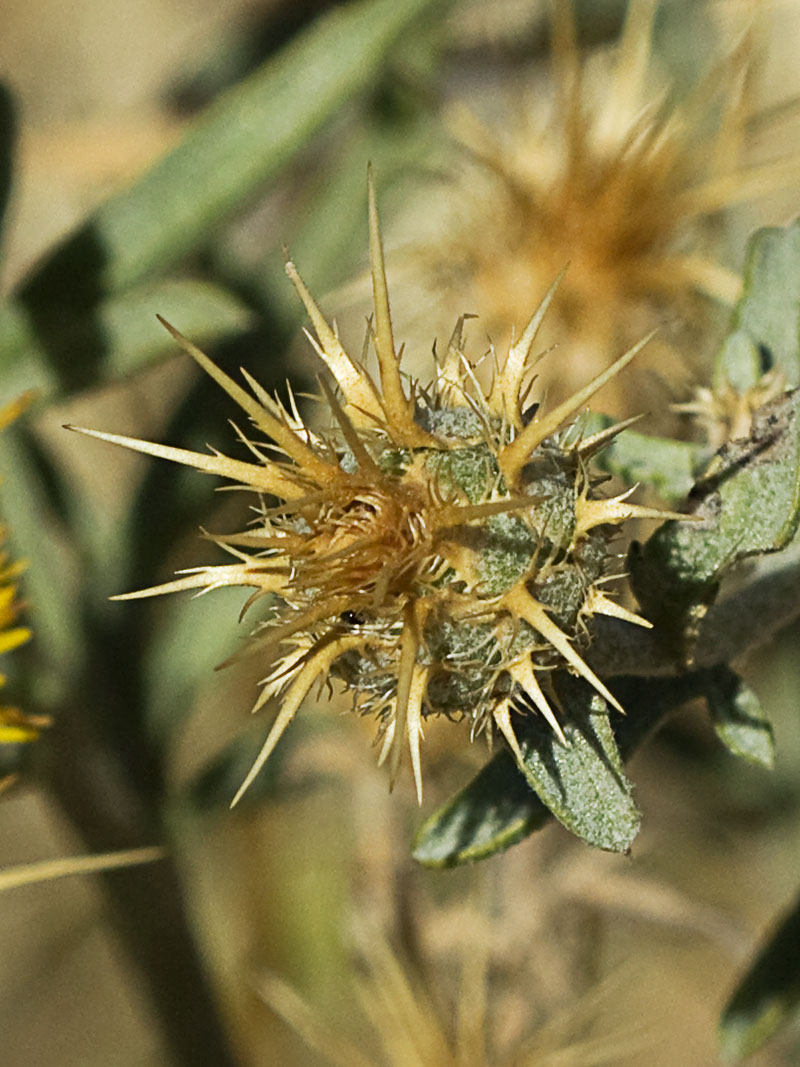 Capítulo de la Centaurea adornada (Centaurea ornata)
