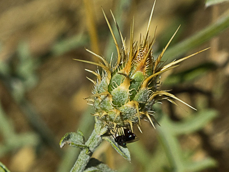 Capítulo de la Centaurea adornada (Centaurea ornata)