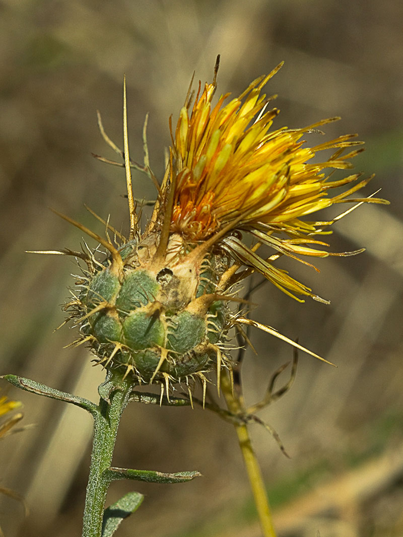 Capítulo de la Centaurea adornada (Centaurea ornata)