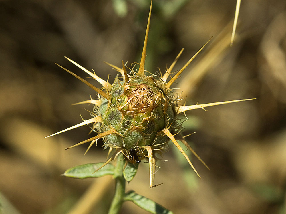 Capítulo de la Centaurea adornada (Centaurea ornata)