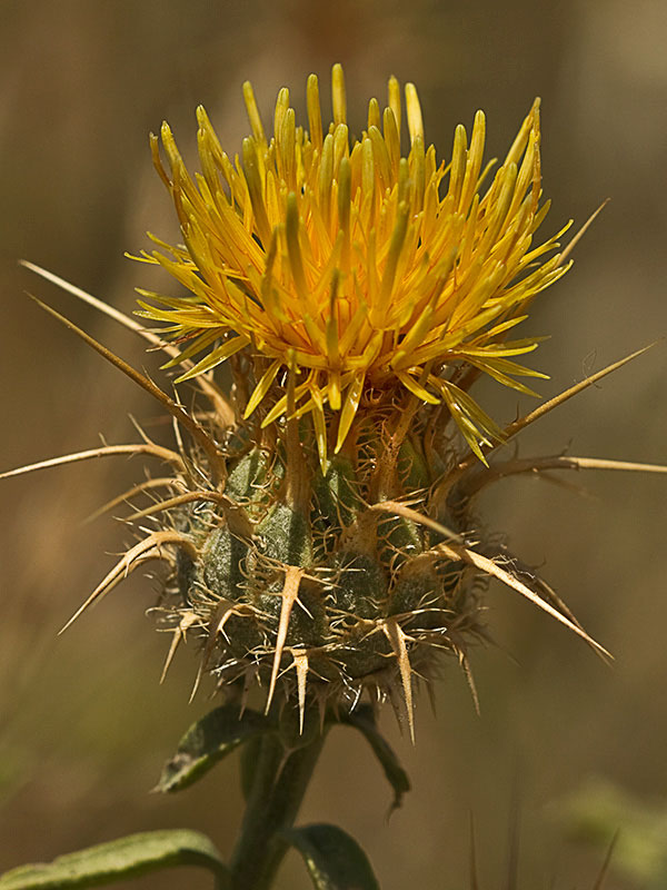 Flor de la Centaurea adornada (Centaurea ornata)