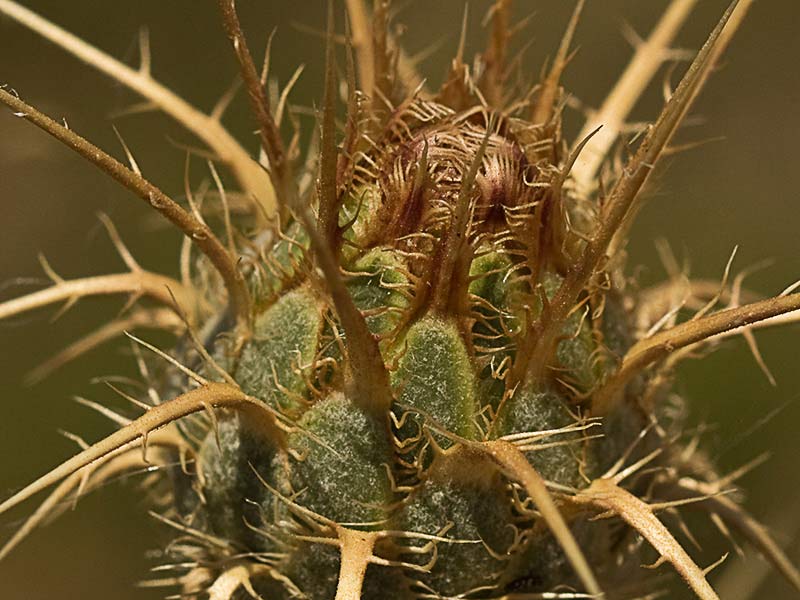 Flor de la Centaurea adornada (Centaurea ornata)