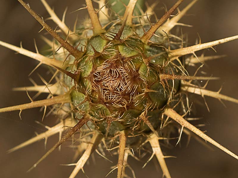 Flor de la Centaurea adornada (Centaurea ornata)
