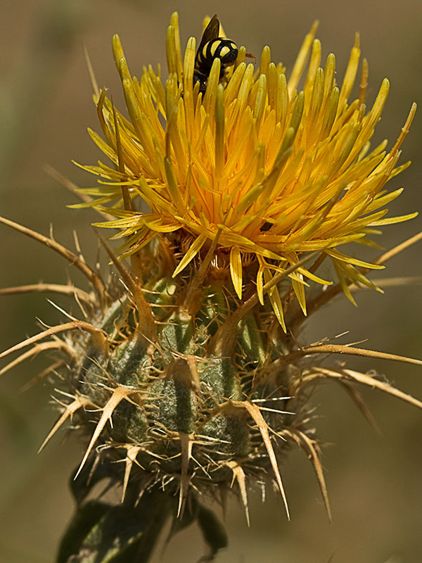 Flor de la Centaurea adornada (Centaurea ornata)