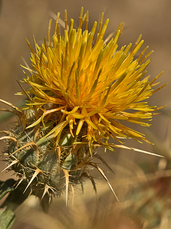 Flor de la Centaurea adornada (Centaurea ornata)