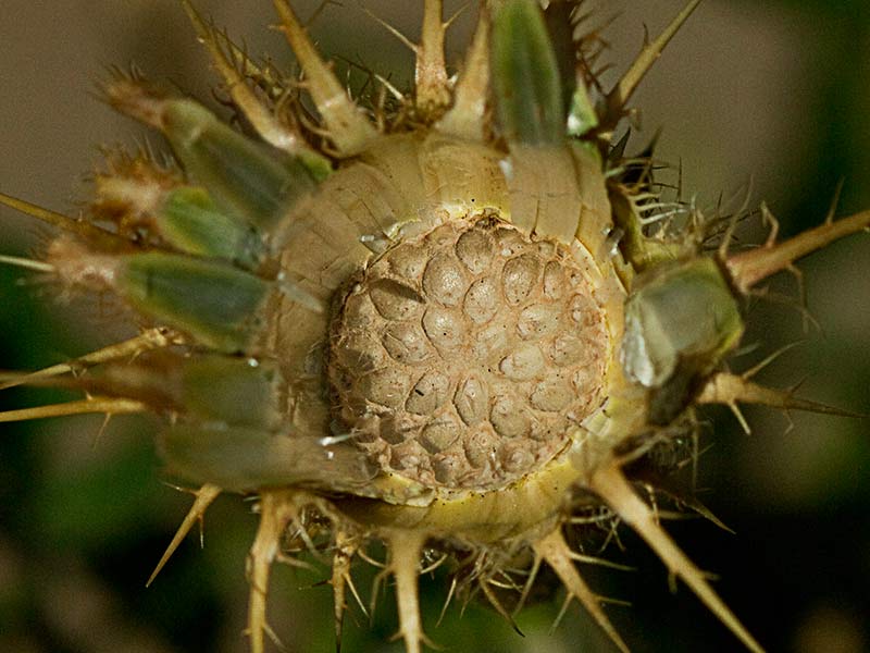 Receptáculo de la Centaurea adornada (Centaurea ornata)¿Para arriba o para abajo?
