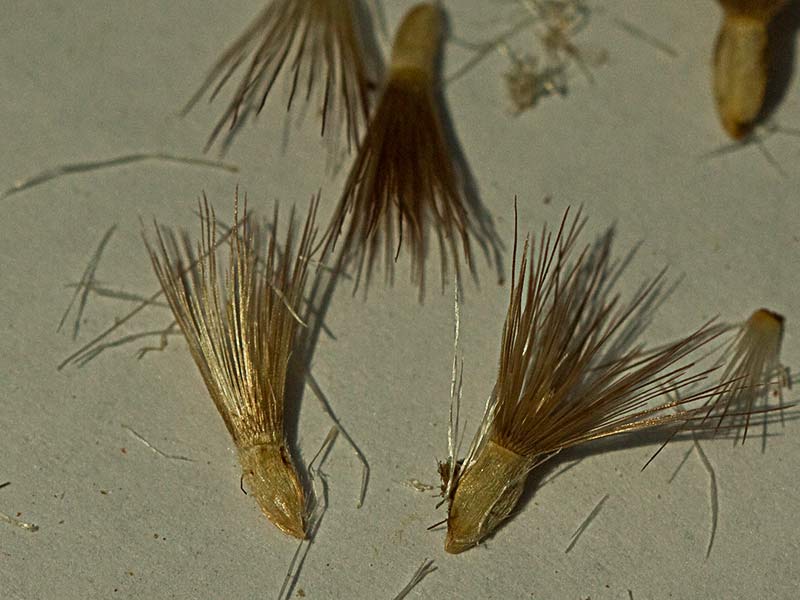 Semillas de la Centaurea adornada (Centaurea ornata)