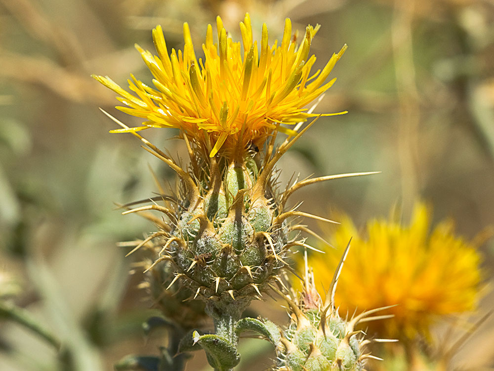 Capítulo de la Centaurea adornada (Centaurea ornata)