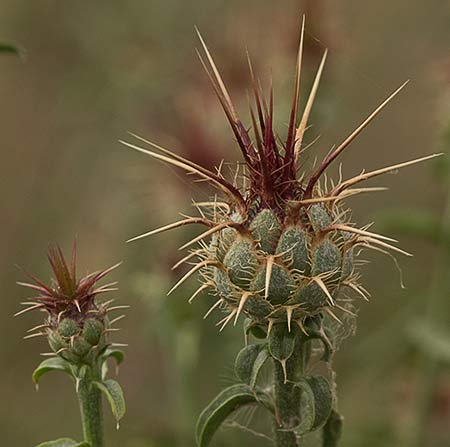 Capítulo aún no florecido de la Centaurea adornada (Centaurea ornata)