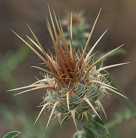 Capítulo aún no florecido de la Centaurea adornada (Centaurea ornata)