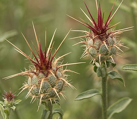 Capítulo aún no florecido de la Centaurea adornada (Centaurea ornata)