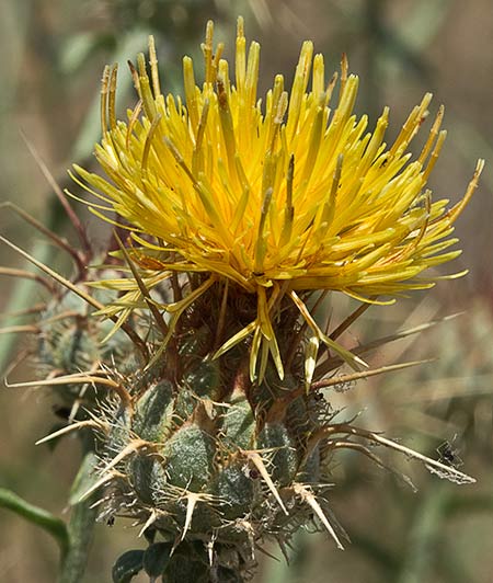 Flor de Centaurea adornada (Centaurea ornata)