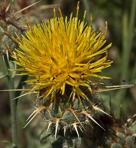 Flor de Centaurea adornada (Centaurea ornata)