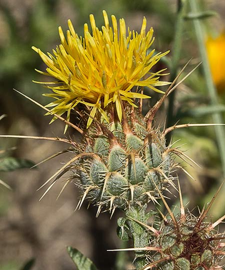 Flor de Centaurea adornada (Centaurea ornata)