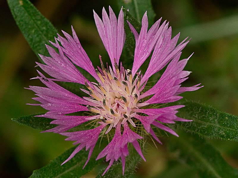 Inflorescencia de la Cabeza de pollo (Centaurea pullata)