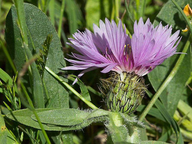 Cabeza de pollo (Centaurea pullata)