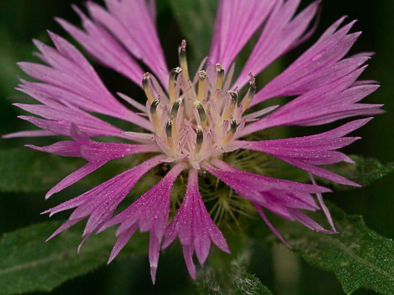 Estambres y pistilos de la Inflorescencia de la Cabeza de pollo (Centaurea pullata)