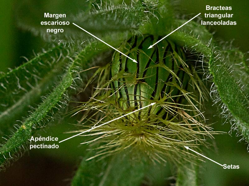 Partes del capullo cerrado de la Cabeza de pollo (Centaurea pullata)