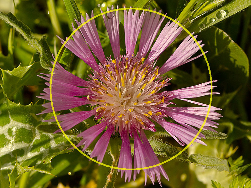 Cabeza de pollo (Centaurea pullata)