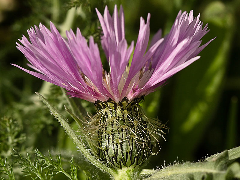 Cabeza de pollo (Centaurea pullata)