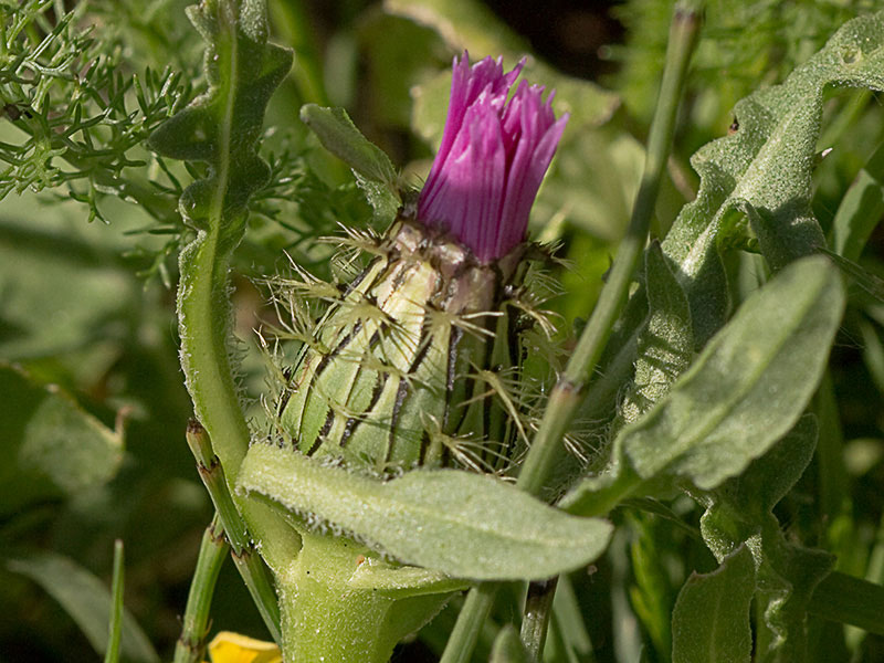 capullo cerrado de la Cabeza de pollo (Centaurea pullata)
