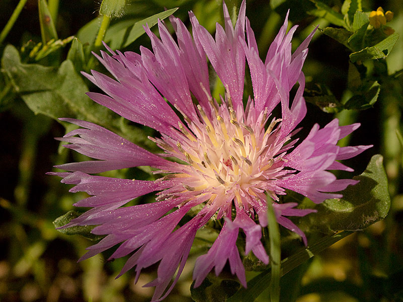 Estambres y pistilos de la Inflorescencia de la Cabeza de pollo (Centaurea pullata)