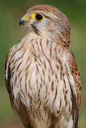 Cernícalo