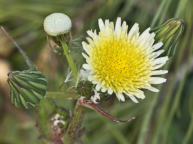 Flor de la cerraja