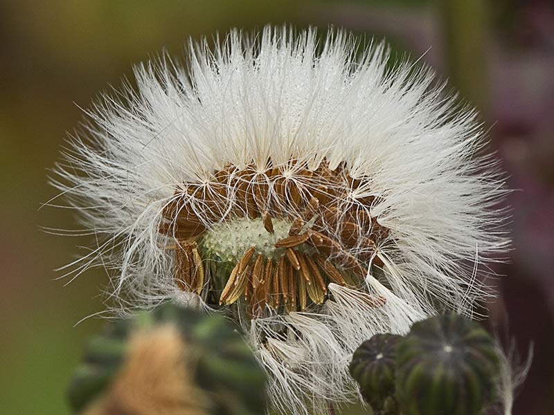 Cerraja (Sonchus oleraceus)