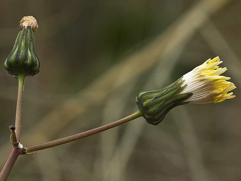 Cerraja (Sonchus oleraceus)