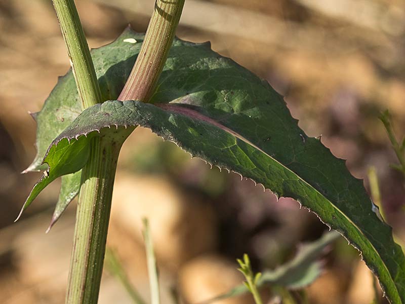 Cerraja (Sonchus oleraceus)
