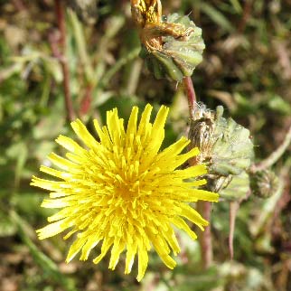 Flor de la cerraja (Sonchus oleraceus)